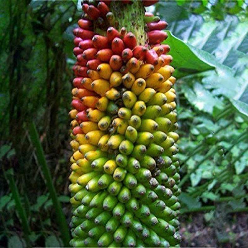 Colorful Banana